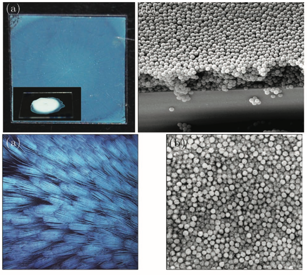 colloid and bird feather