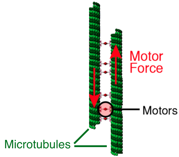 fig1