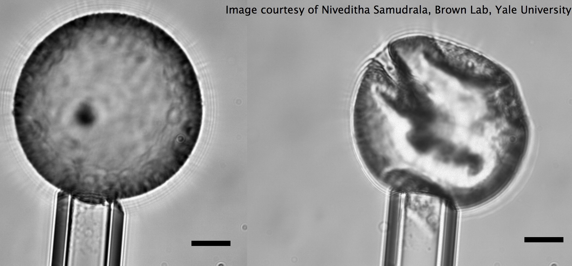 The scale bar is 20 micron.