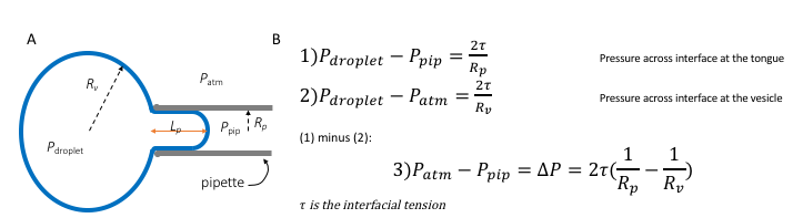 Fig1