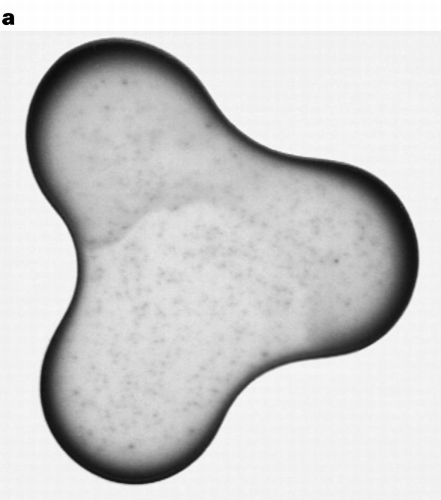 fig1a