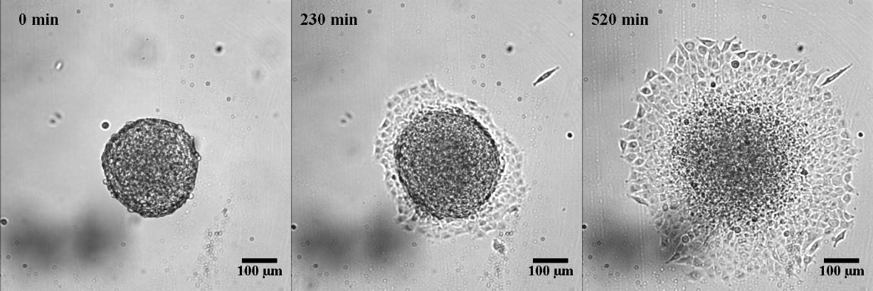 Douezan et al PNAS 2011
