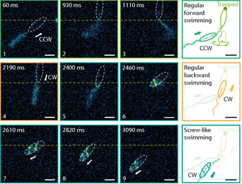 Coil and Recoil: New screw-like bacteria swimming – Softbites