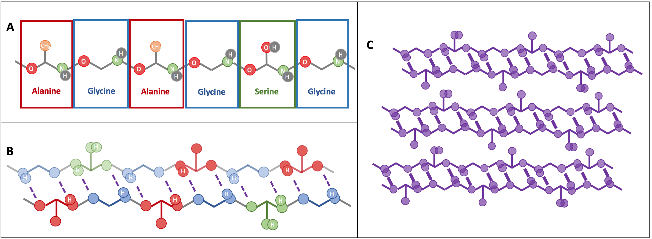 Silk Fibroin and Beta Sheets