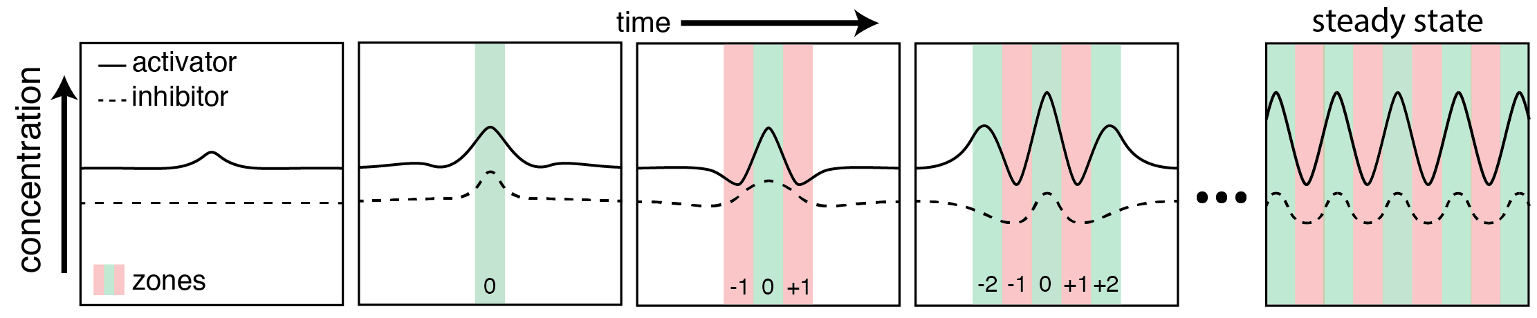 Schematic of how a stripe pattern forms in a reaction-diffusion system