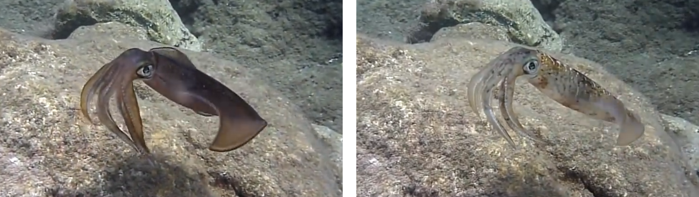 SquidCamouflage (1)