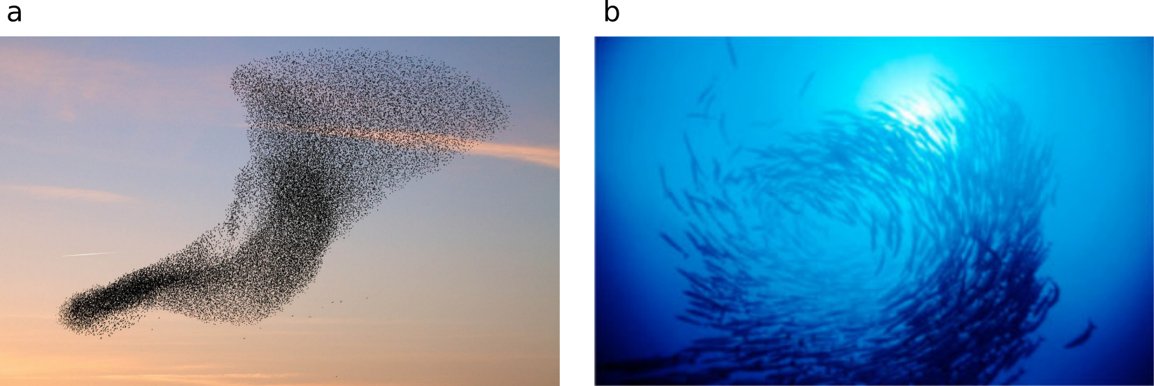 birds_fishes