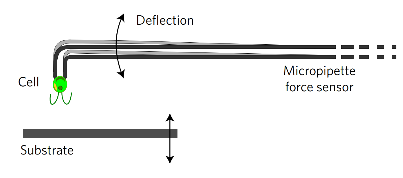 micropipetteFM2008