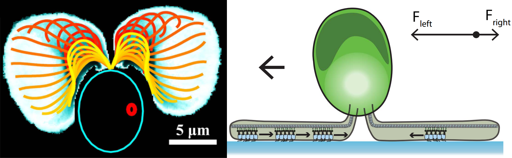 swimglide2008.png