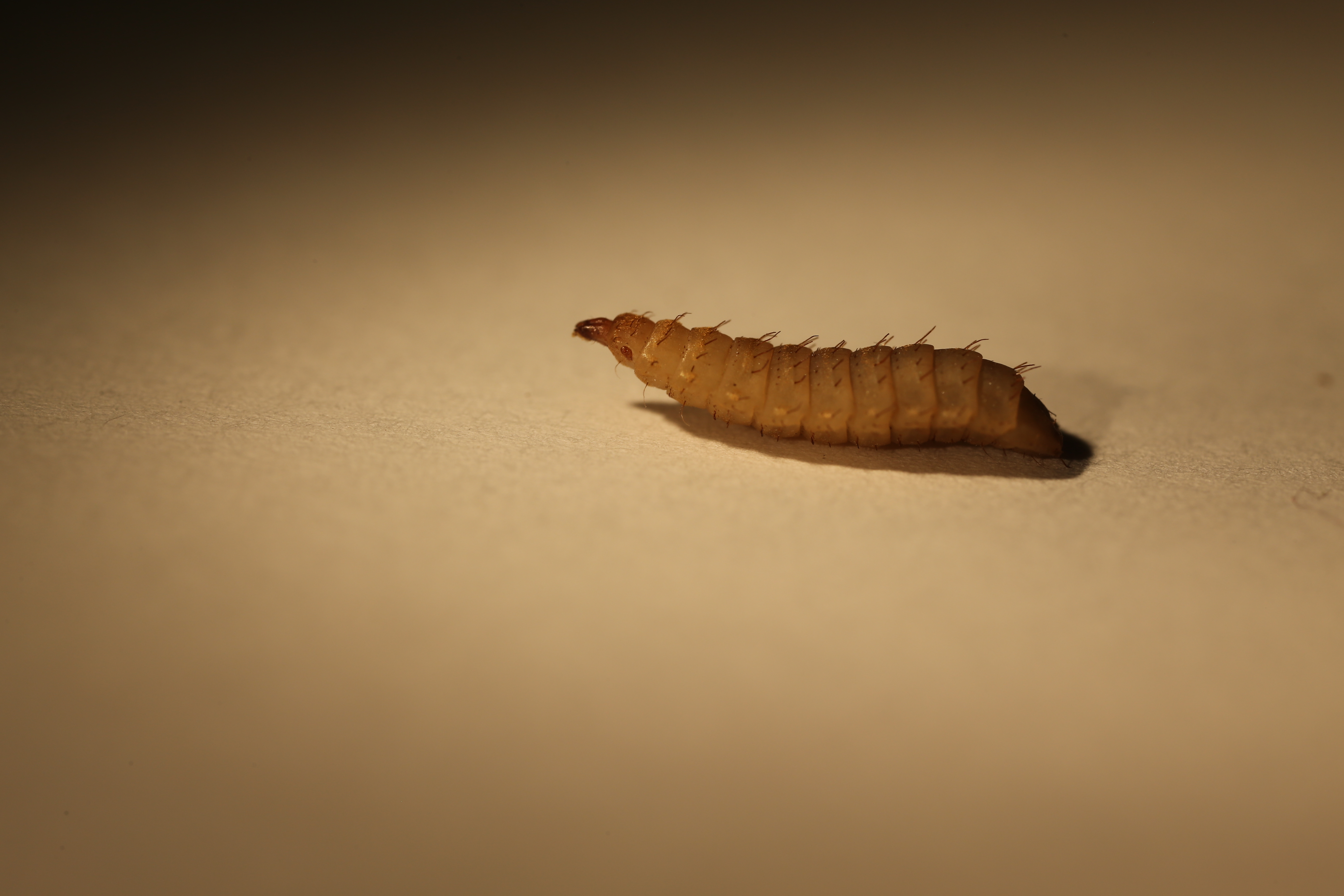 black soldier fly larva