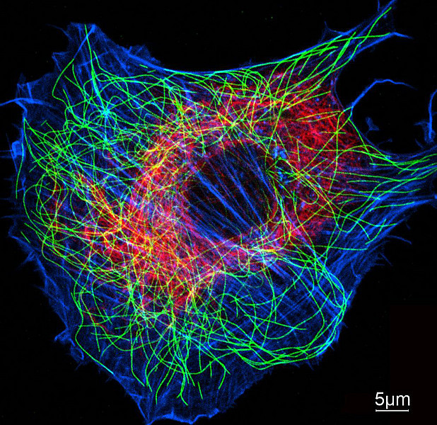 Cytoskeleton