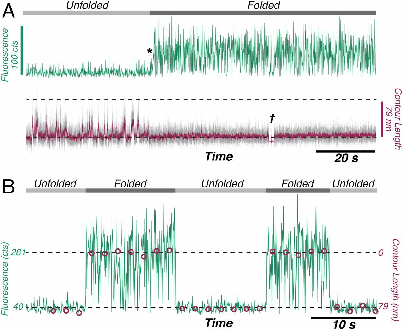 Correlation between Fluorescence and Contour Length of the protein