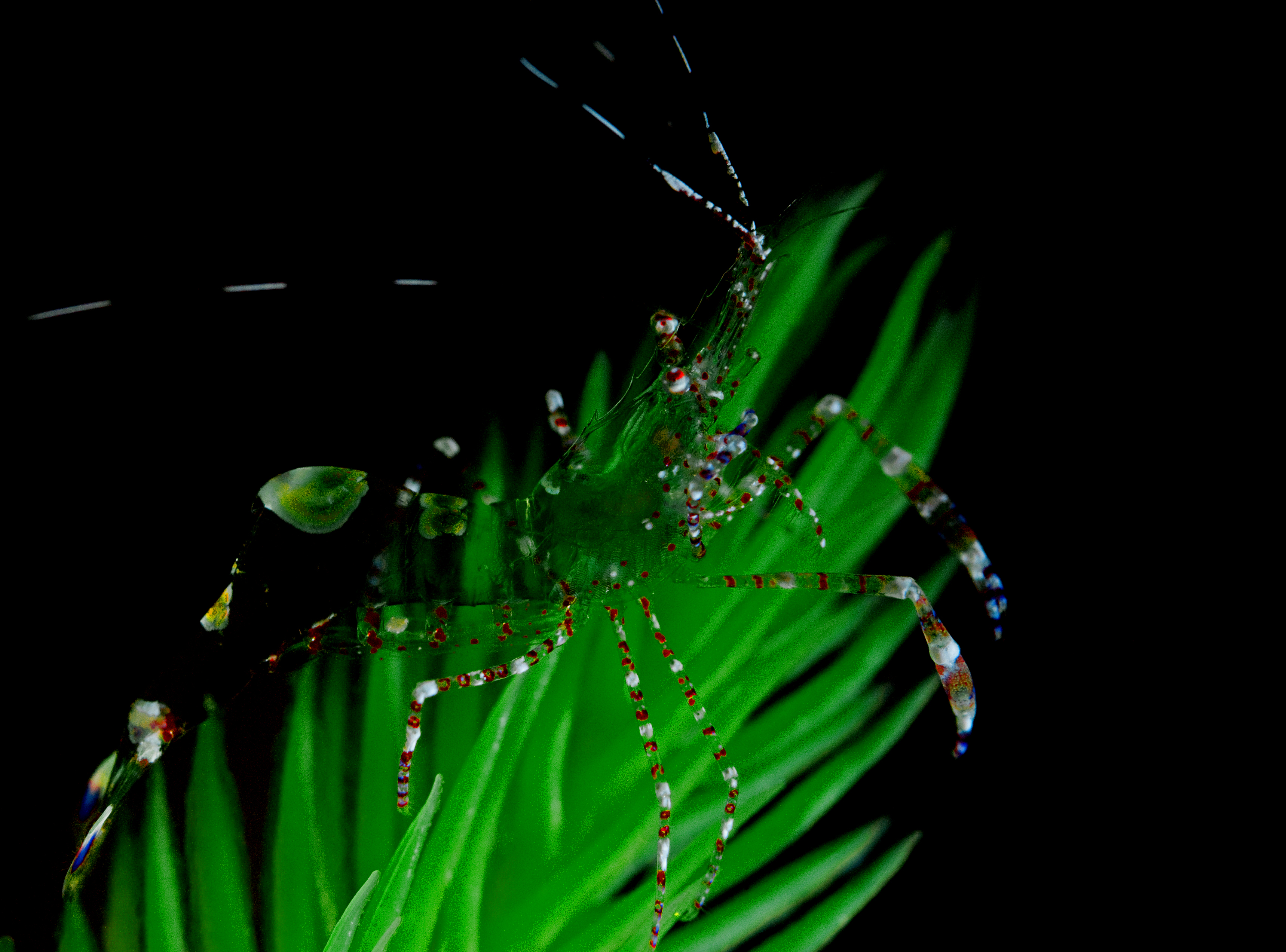 transparent-shrimp
