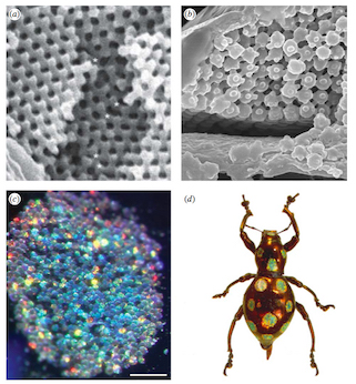 beetle-structural-color