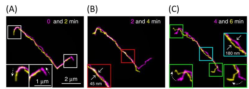 Fluorescent images of a linear DNA chain collected at different time points