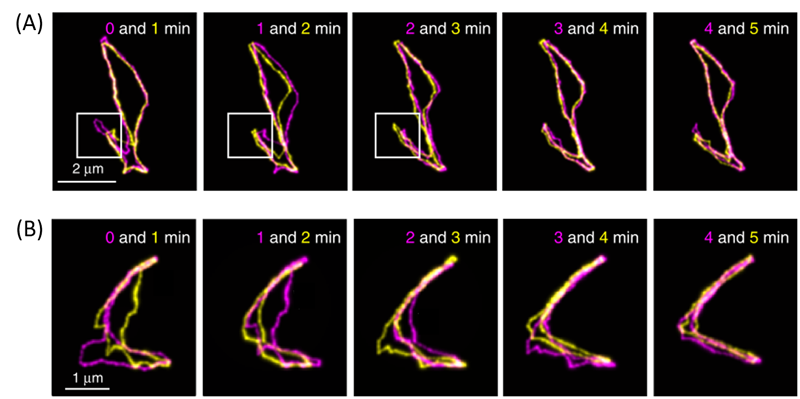 Fluorescent images of cyclic DNAs collected at different time points