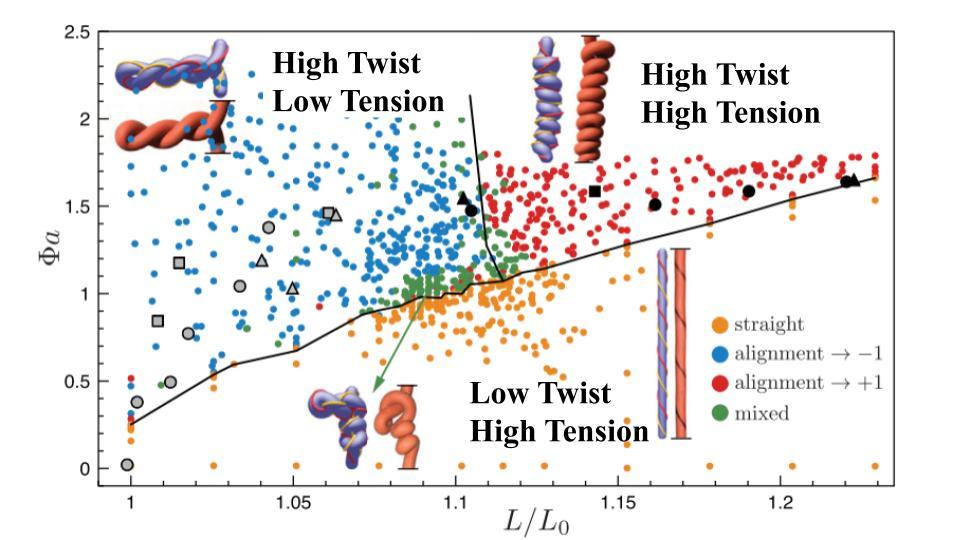 Phase diagram of fiber conformations as a function of twist and stretch.