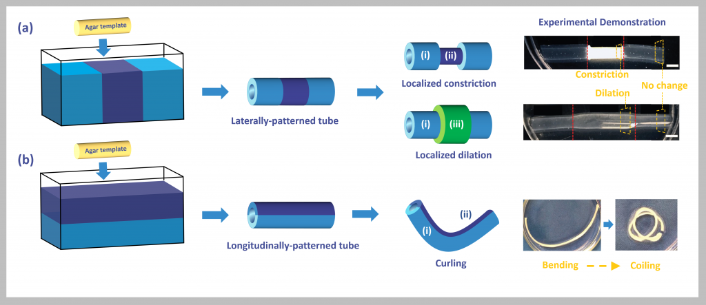 Colorful cartoon schematic showing the stepwise process to make polymer stimuli-responsive hydrogel tubes using a different stripe patterns.