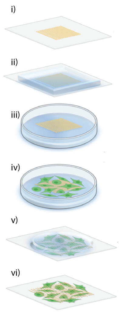Figure 1: The method used to transfer gold arrays to sheets of live cells.